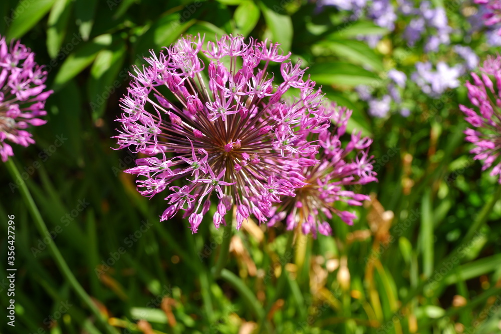 Fototapeta premium Wild onion. Beautiful flowers. Nature. Suitable for background