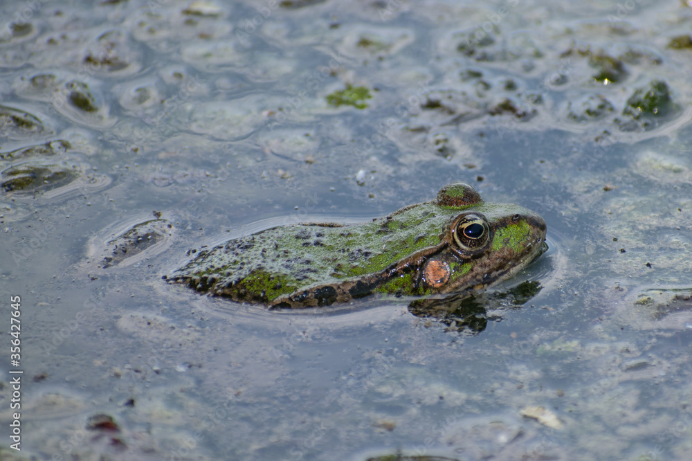 A frog in the lake water. The frog sits among the aquatic plants. Close up photo A frog in the lake water. The frog sits among the aquatic plants. Close up photo