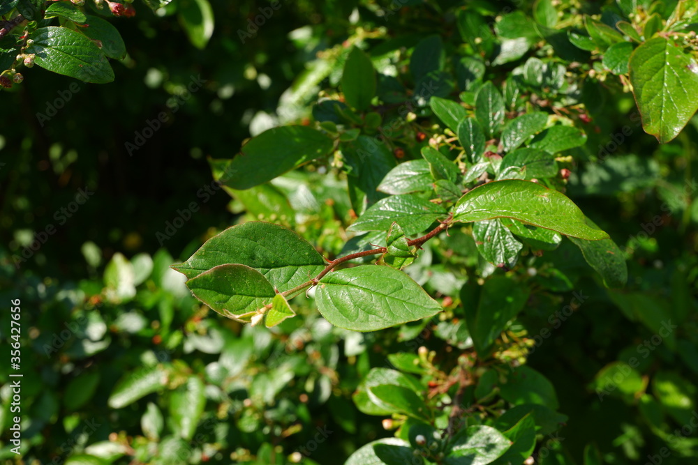 Green tree branch. Beautiful tree. Nature Green tree branch. Beautiful tree. Nature