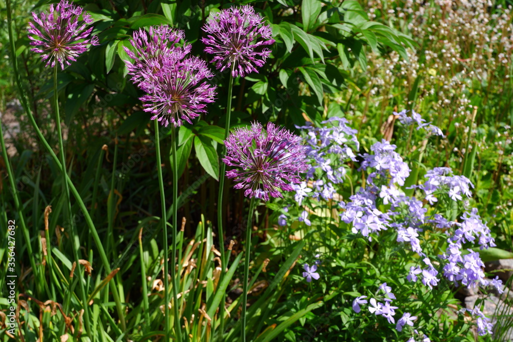 Obraz premium Wild onion. Beautiful flowers. Nature. Suitable for background