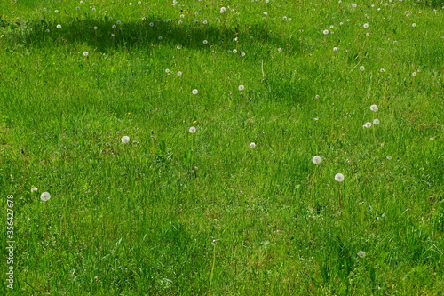 Dandelions are growing. Nature. Flowers.