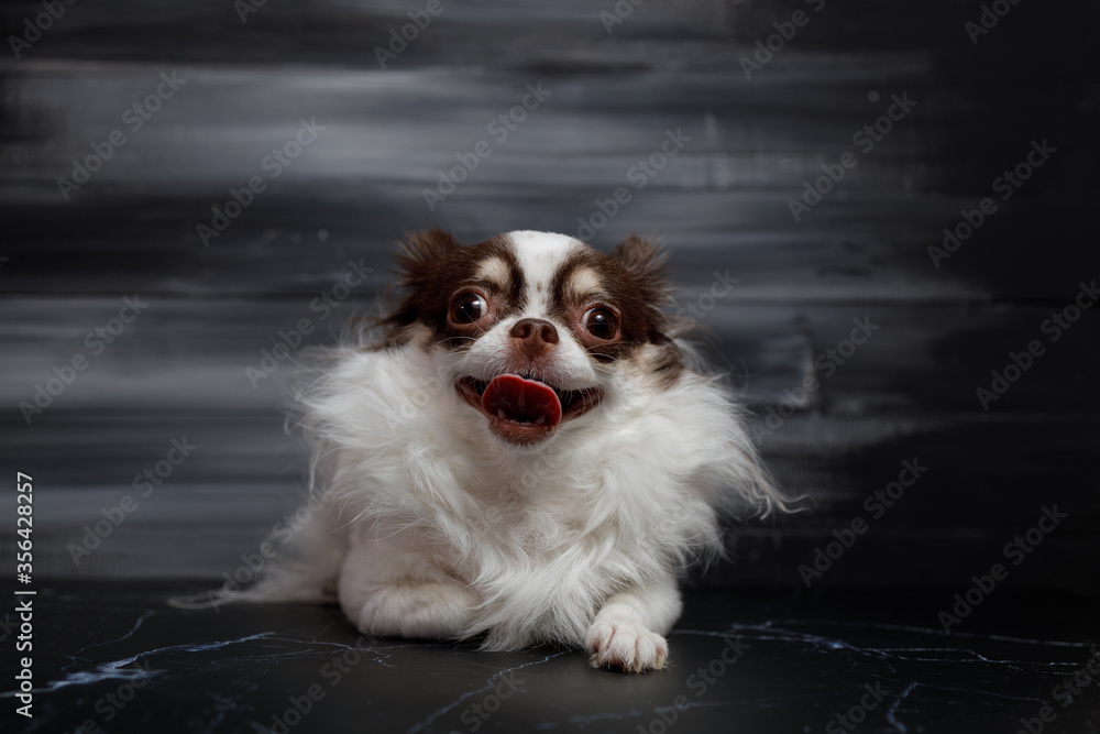 Long haired chihuahua dog closeup portrait isolated on black background. Long haired chihuahua dog closeup portrait isolated on black background.