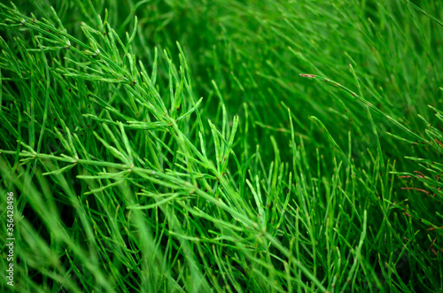 thick green plant vegetation