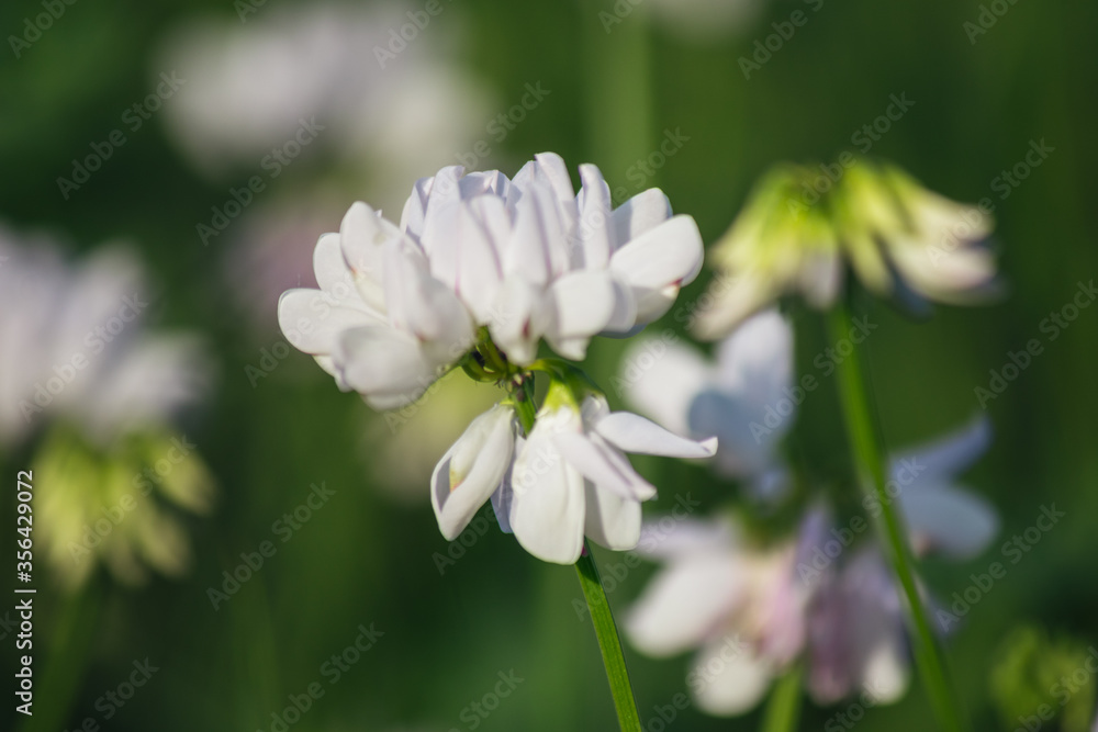 close up of white flowers close up of white flowers