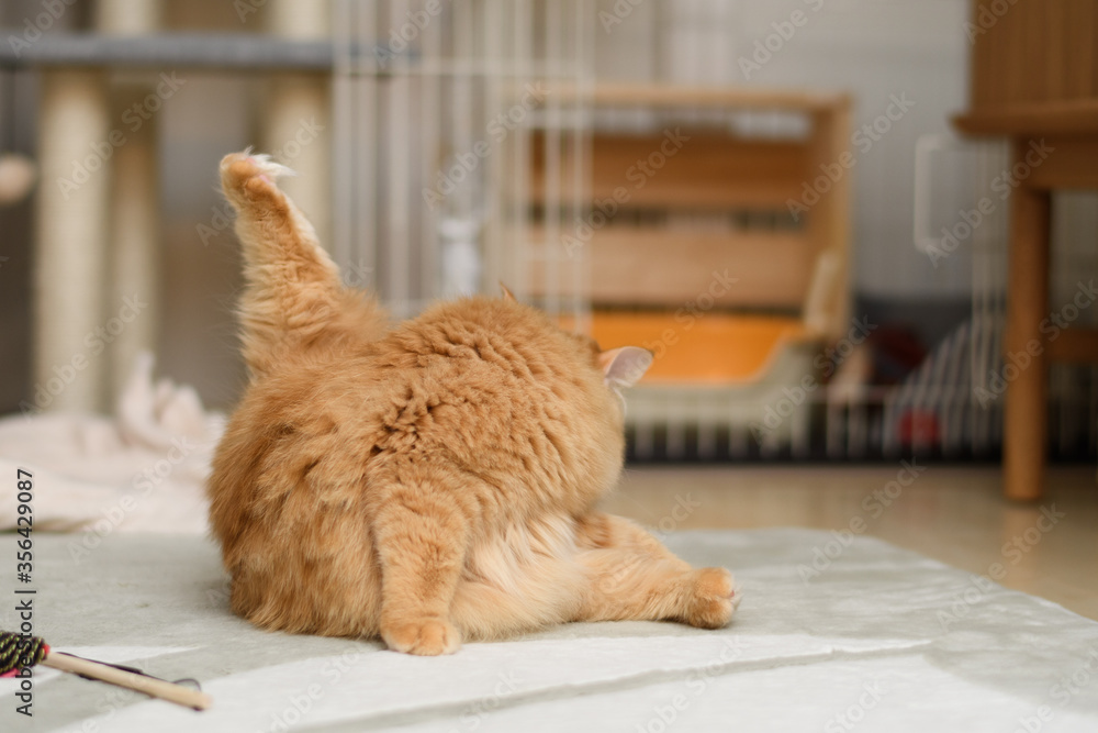 Obraz premium 毛づくろいする猫(マンチカン)