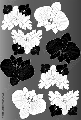 Black and white orchids on gray background. Monochrome