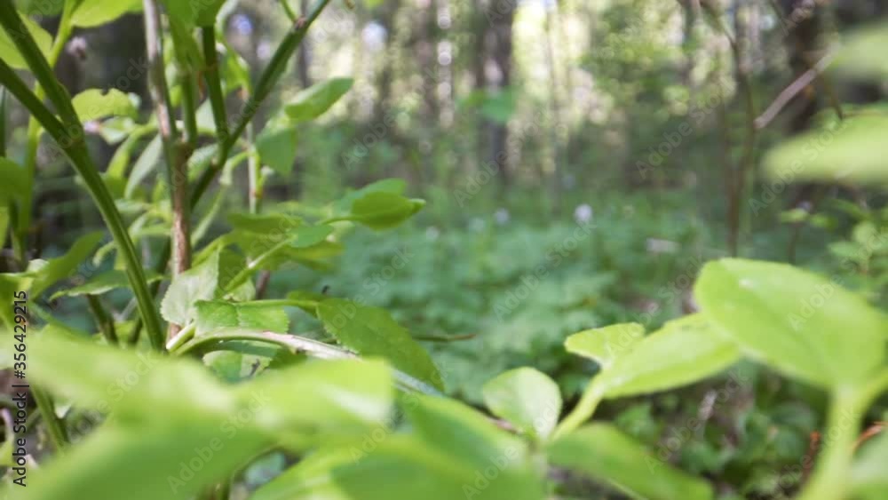The green leaves of the Vaccinium myrtillus or European blueberry plant The green leaves of the Vaccinium myrtillus or European blueberry plant