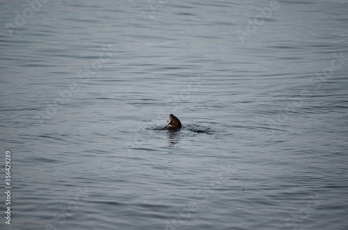 otter in fjord