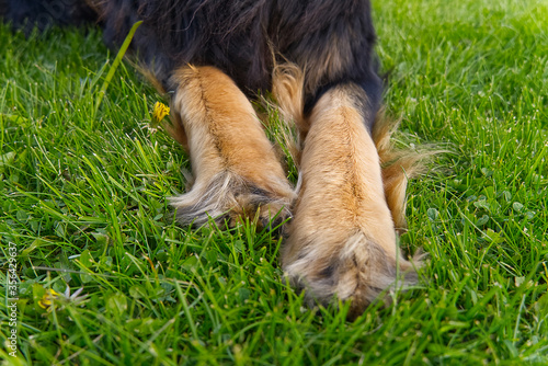 front paws of a dog, close-up on a background of green grass. Hovawart dog paws closeup.