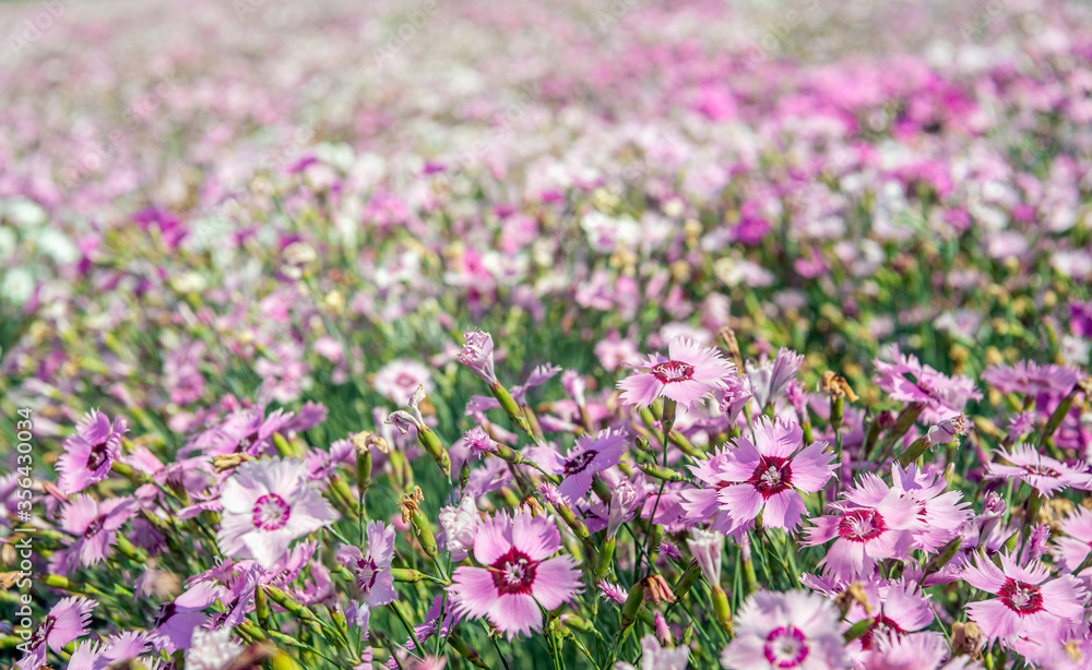 Naklejka premium China pink flowers blooming in a specialized Dutch flower seed nursery