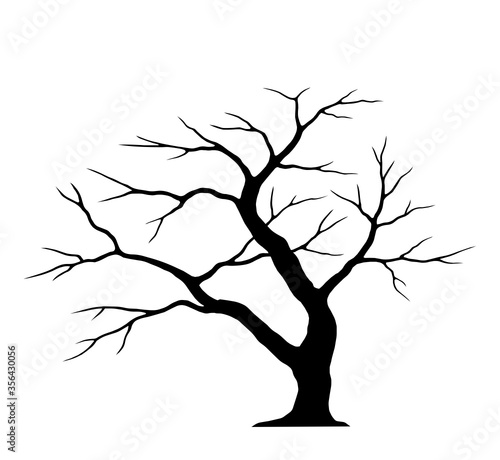 Silhouette tree.  Deciduous tree. willow