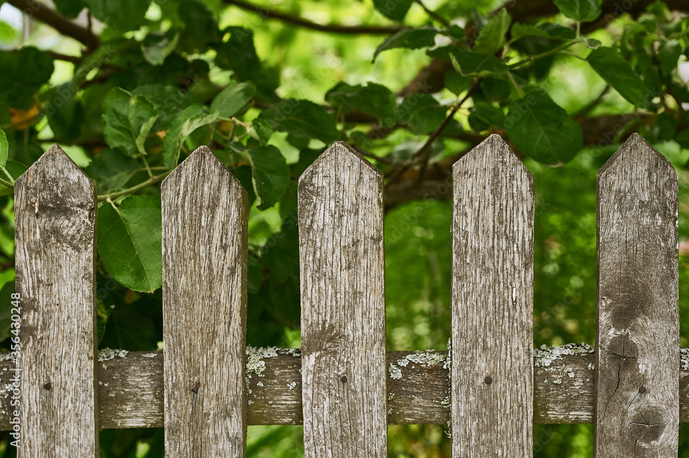 beautiful fence in the village. fence with a green tree. apple fence beautiful fence in the village. fence with a green tree. apple fence