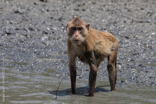 baboon sitting on the water