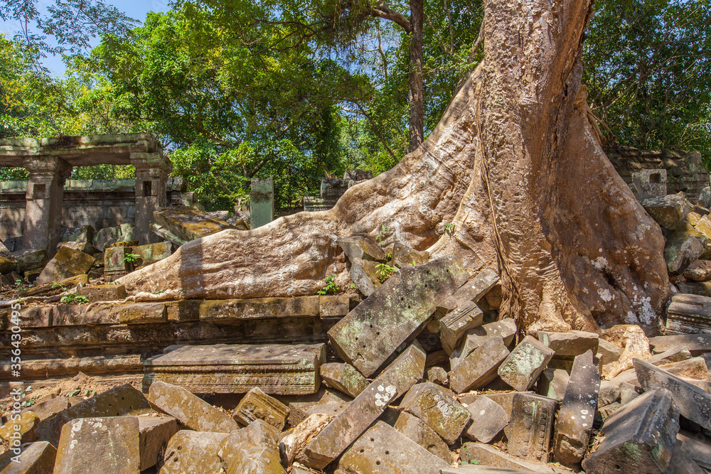Beng Mealea temple ruins and banyan tree, the Angkor Wat style located east of the main group of temples at Angkor, Siem Reap, Cambodia. Beng Mealea temple ruins and banyan tree, the Angkor Wat style located east of the main group of temples at Angkor, Siem Reap, Cambodia.
