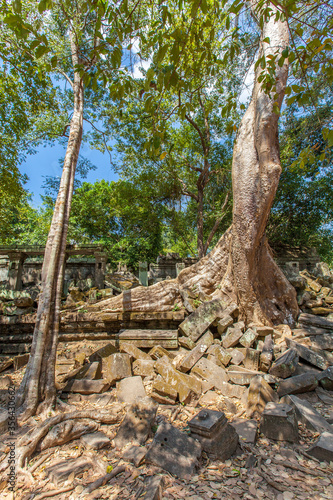  Beng Mealea temple ruins and banyan tree, the Angkor Wat style located east of the main group of temples at Angkor, Siem Reap, Cambodia.