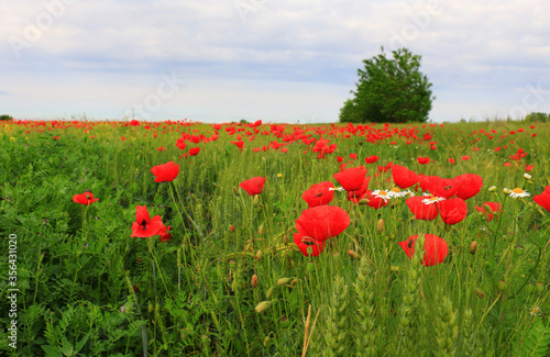 Fototapeta Naklejka Na Ścianę i Meble -  Beautiful field of red poppies