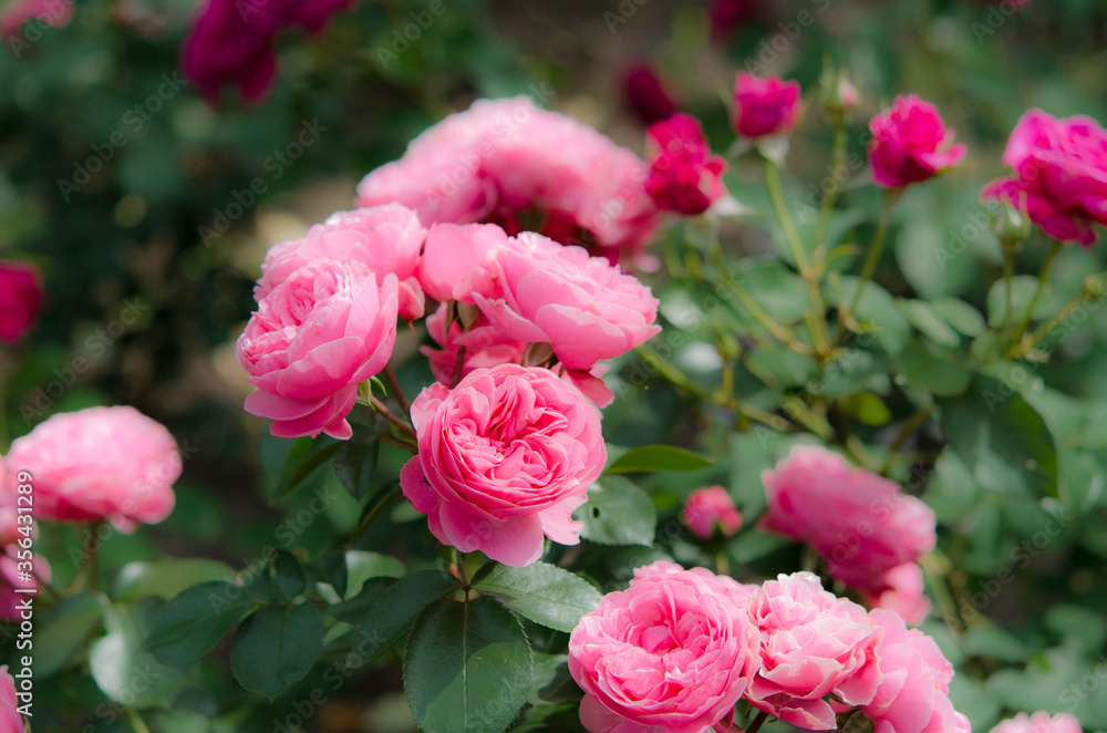 薔薇 薔薇
