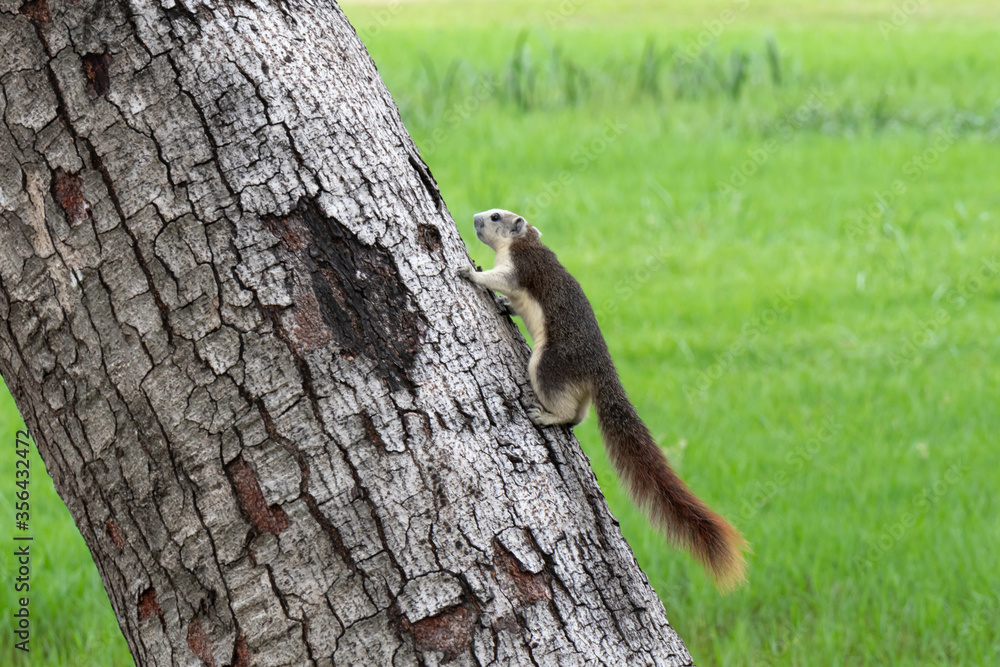 Little squirrel on tree in nature with green field background. Little squirrel on tree in nature with green field background.