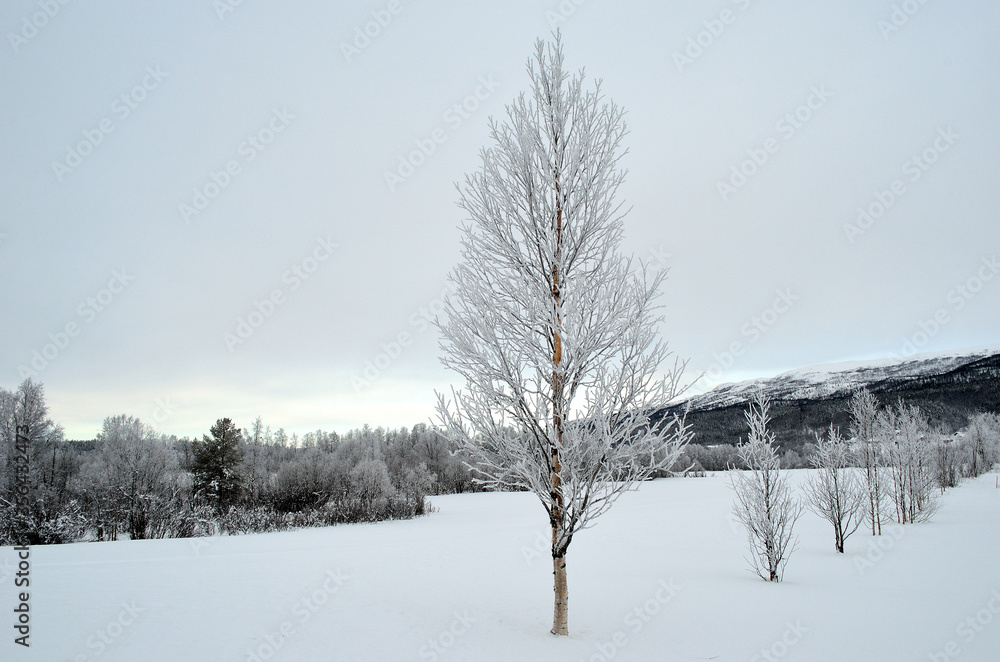 frost and rime covered birch tree