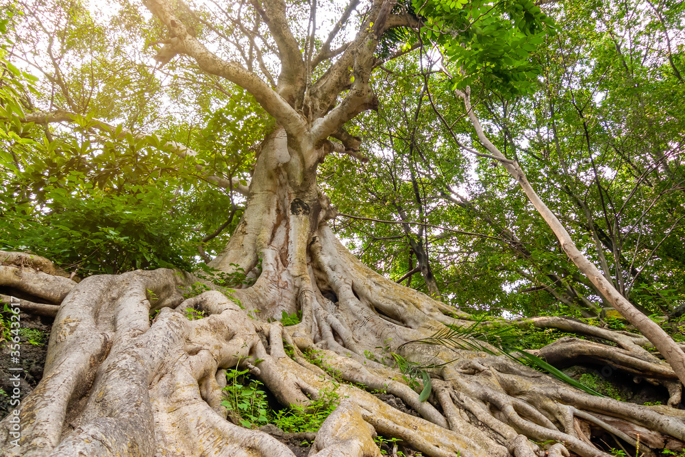 Tropical tree with roots out of the ground Tropical tree with roots out of the ground