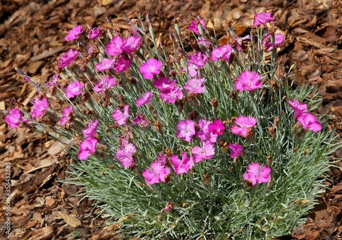 purple dianthus flowers in a garden