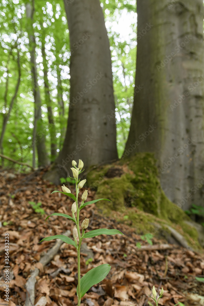 Weißes Waldvöglein , Blüten im Buchen Wald, mit Laub Weißes Waldvöglein , Blüten im Buchen Wald, mit Laub