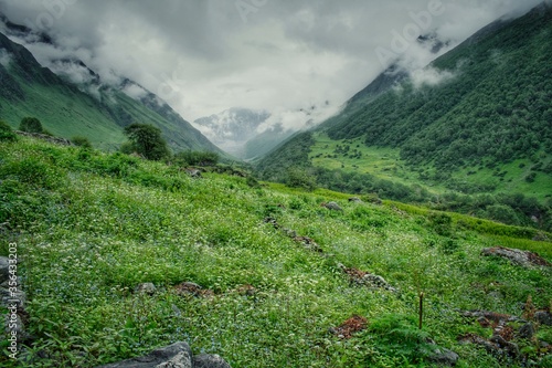 Scenic landscape view of mountains, cloud and forest in Valley Of Flowers, Joshimath, Chamoli, Uttarakhand, India
 photo