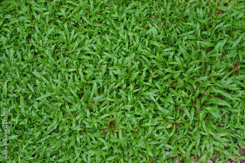  Top view green grass after rainfall natural pattern in the park
