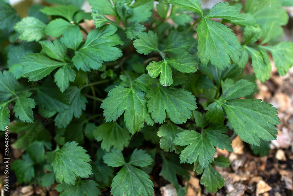 Green leaves of asian herb and vegetable. Green leaves of asian herb and vegetable.