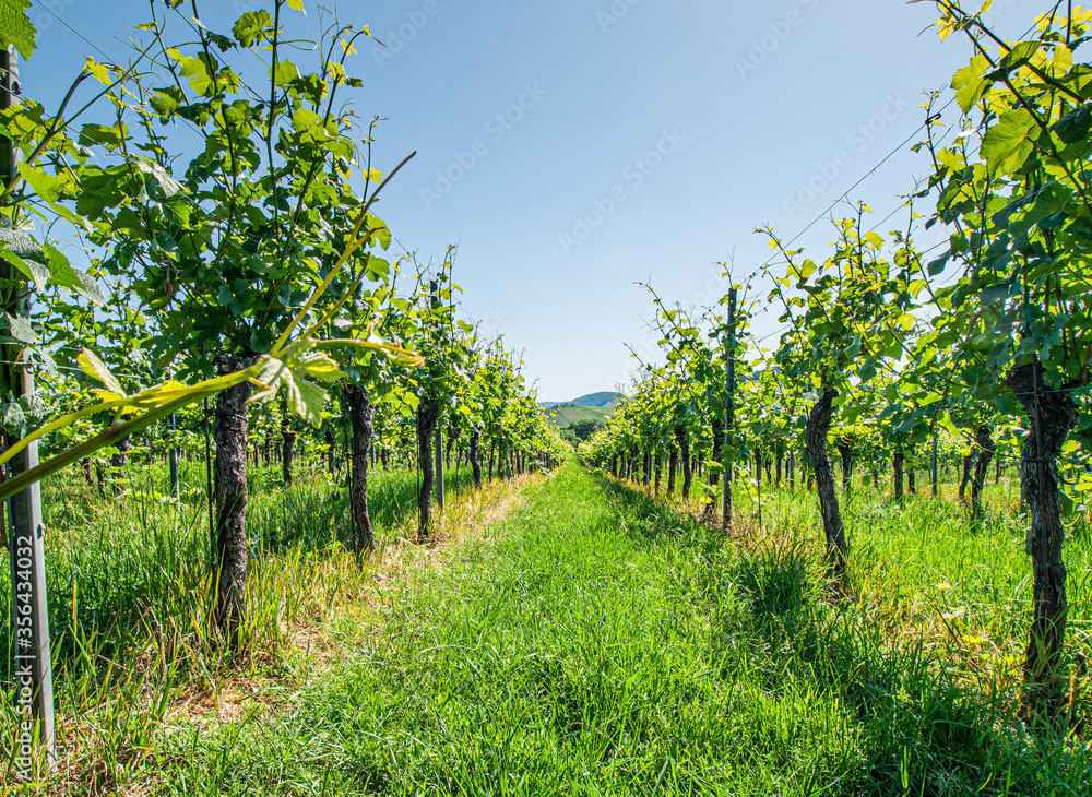 creative wide view through a vineyard