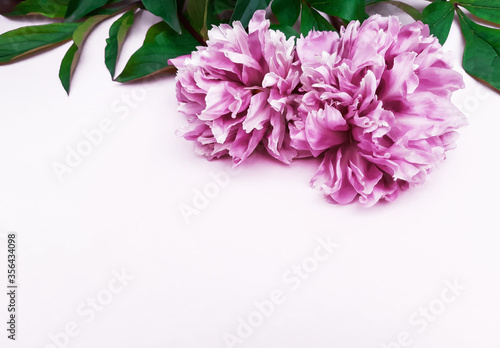 Fototapeta Naklejka Na Ścianę i Meble -  Composition of purple peonies, leaves on a white background. Fresh flowers. Advertising floral banner, poster for Birthday, Valentines Day, Womens day. Flat lay, top view, close up, copy space