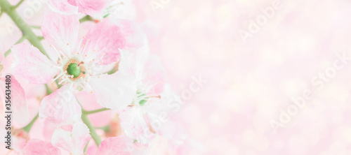 Fototapeta Naklejka Na Ścianę i Meble -  Blossom cherry flowers. Spring flowers on blurred blue background with bokeh