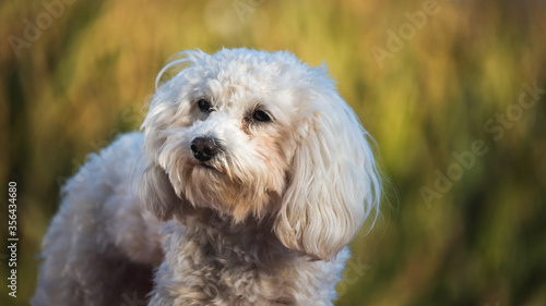 Maltipoo- Malteser- Pudelmischlisch, Hybridrasse vor gelben Himtergrund isoliert, viel textfreiraum