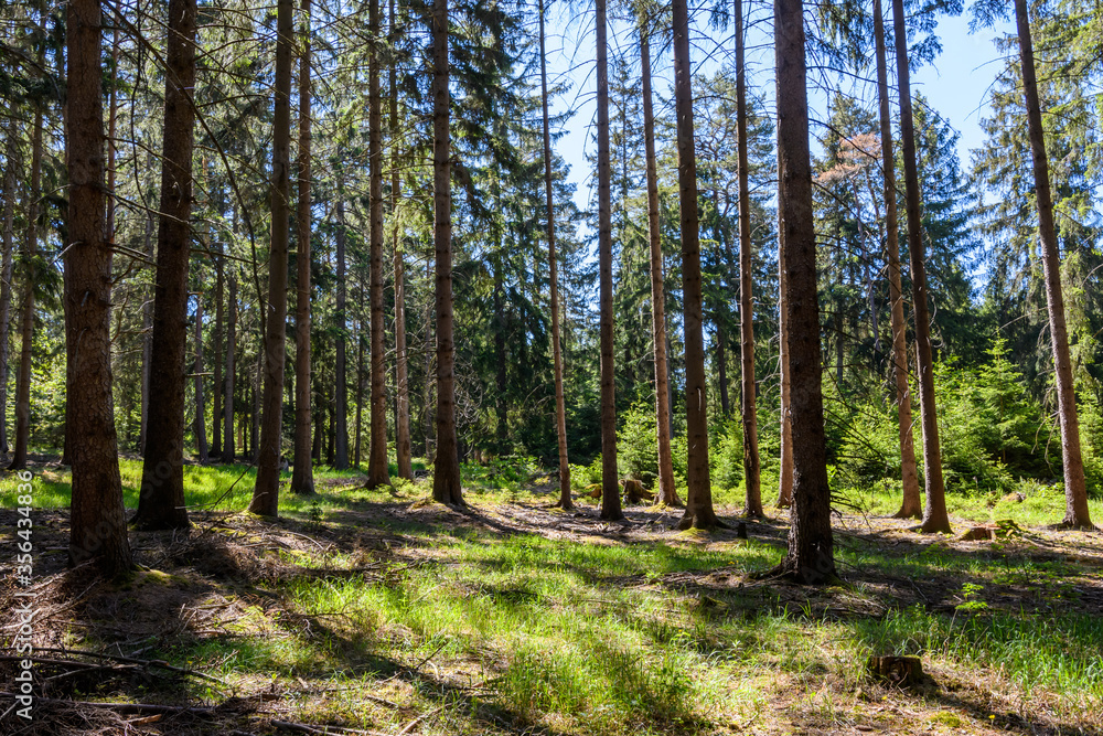 Fototapeta premium Sonnen im lichten Fichtenwald mit blauem Himmel