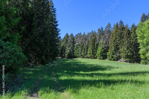 Waldwiese im Nadelwald bei Sonne