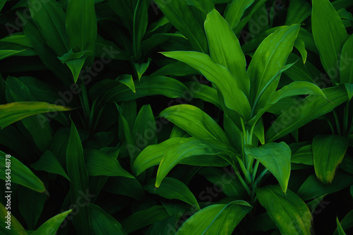 The dark green leaves in nature are tropical leaves.