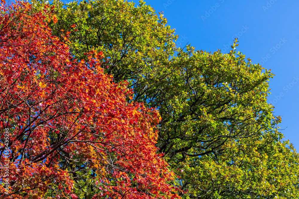 Beautiful autumn colours as forest leaves begin to turn red, orange and yellow. Vibrant natural seasons changing in national parks. Beautiful autumn colours as forest leaves begin to turn red, orange and yellow. Vibrant natural seasons changing in national parks.