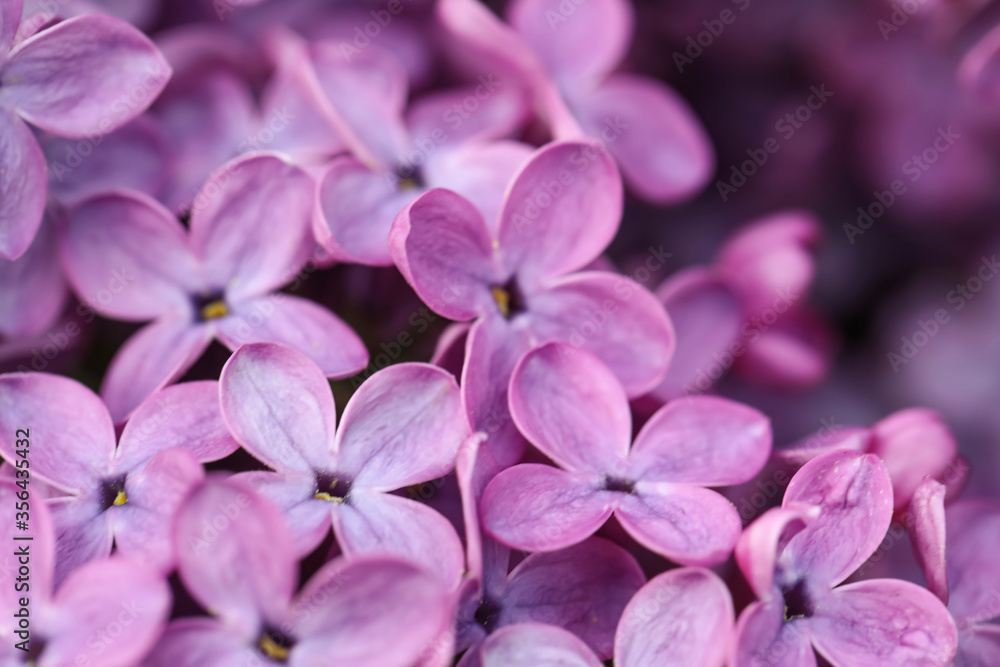 Closeup view of beautiful blossoming lilac as background Closeup view of beautiful blossoming lilac as background