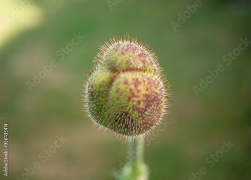 Stunning macro shot of a closed poppy