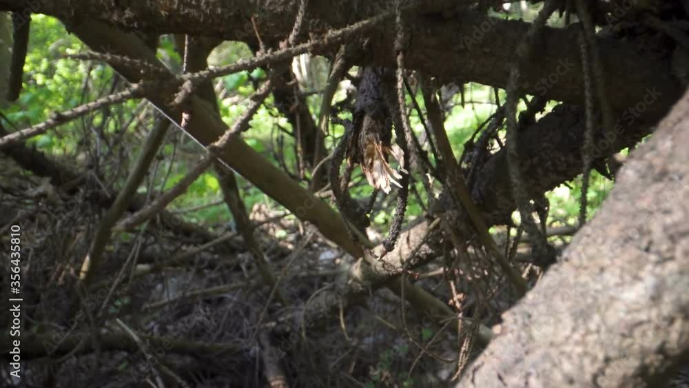 Withered and dried twigs and branches of the tree Withered and dried twigs and branches of the tree