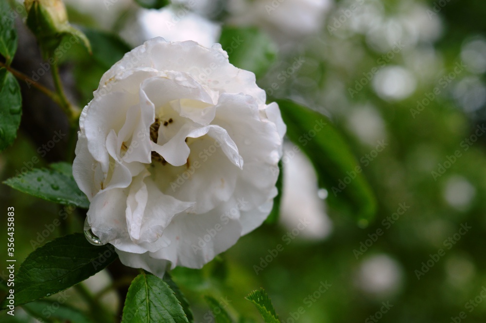 a small white rose in the spring a small white rose in the spring