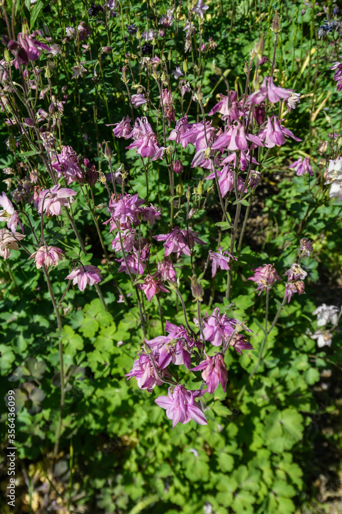 Akeleien Blüte im Garten Akeleien Blüte im Garten