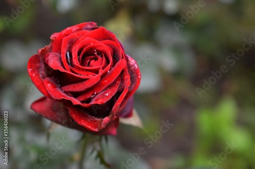 red rose with drops after rain