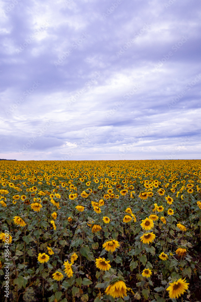 Obraz premium sunflower field in summer
