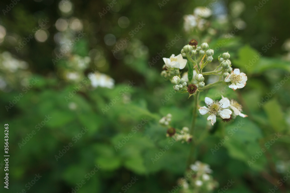 Brombeeren Pflanze Brombeeren Pflanze