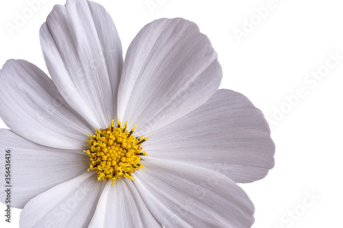 Part of a flower on a white background for designers.