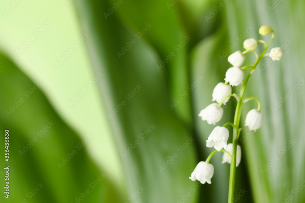 Beautiful lily of the valley on blurred background, closeup. Space for text Beautiful lily of the valley on blurred background, closeup. Space for text