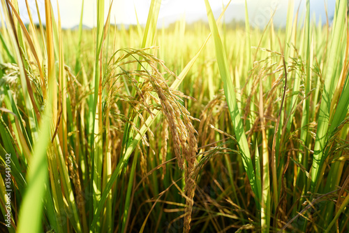 Yellow rice field in thailand with warm sunlight.