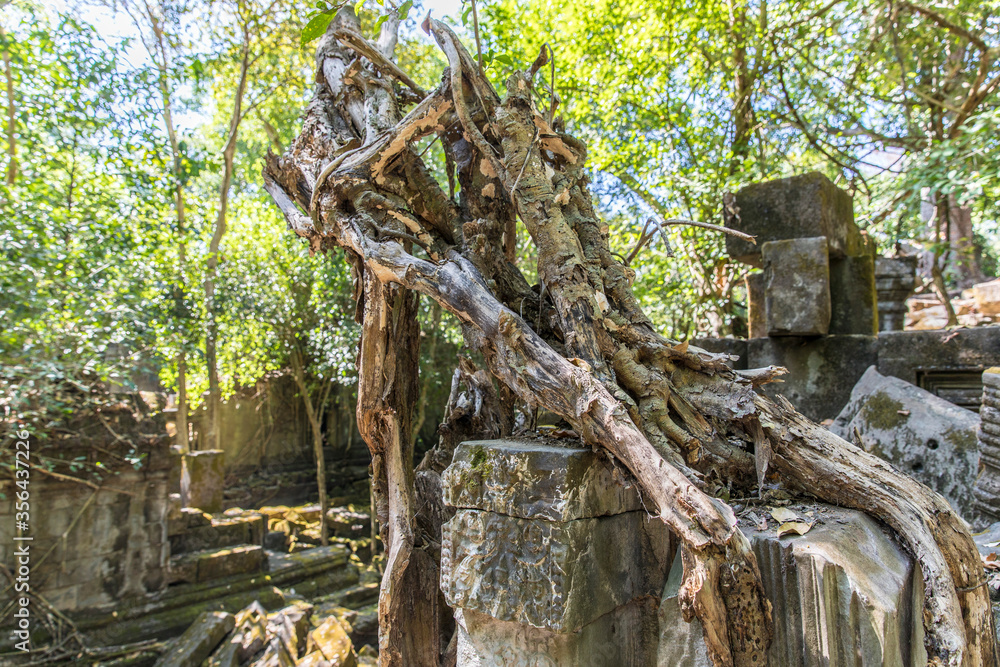 Beng Mealea temple ruins and banyan tree, the Angkor Wat style located east of the main group of temples at Angkor, Siem Reap, Cambodia. Beng Mealea temple ruins and banyan tree, the Angkor Wat style located east of the main group of temples at Angkor, Siem Reap, Cambodia.