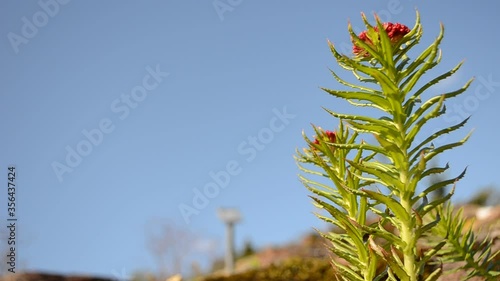 beautiful red and green rhodiola kirilowii plant in summer sunshine